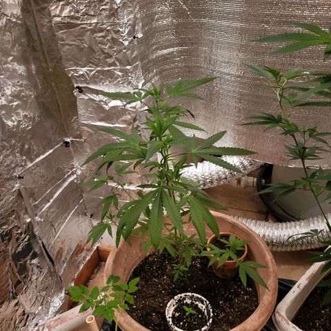 Mango Sherburt growlog timeline photo