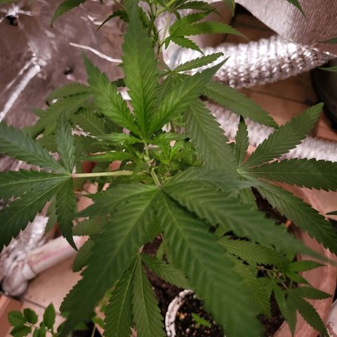 Mango Sherburt growlog timeline photo