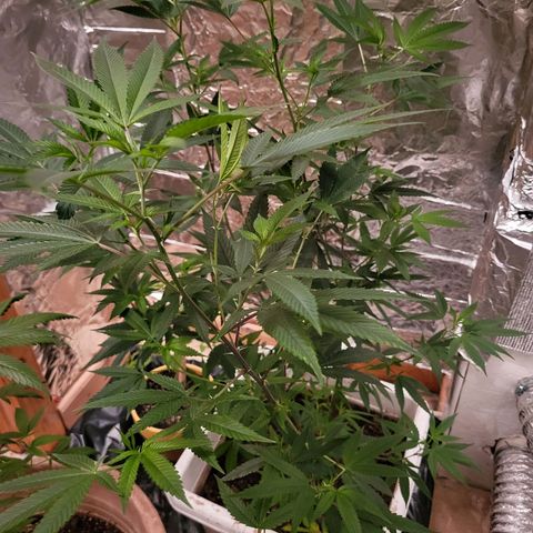 Bitter growlog timeline photo