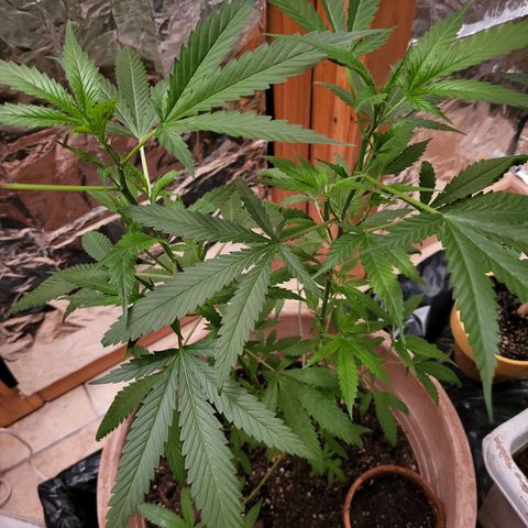 Mango Sherburt growlog timeline photo
