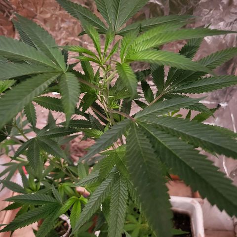 Bitter growlog photo: Happy