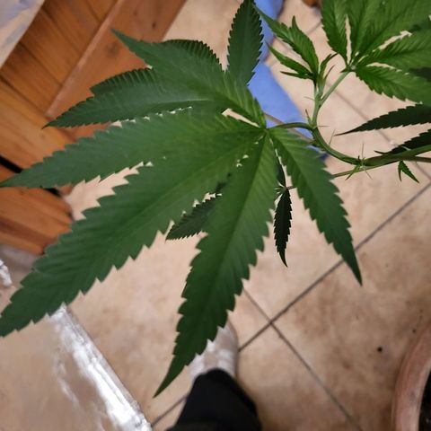 Bitter growlog photo: Happy
