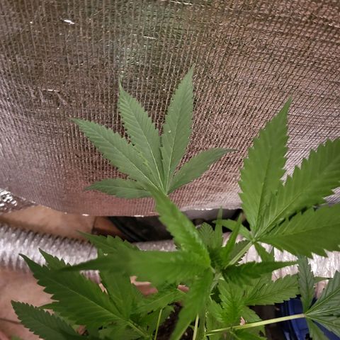 Mango Sherburt growlog photo: Growth
