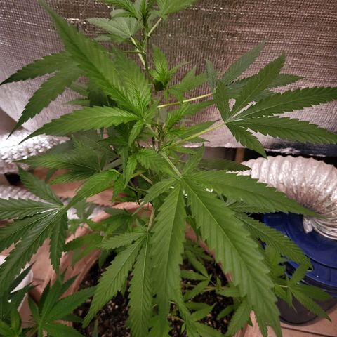 Mango Sherburt growlog photo: Growth