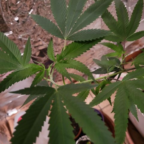 Bitter growlog photo: Happy
