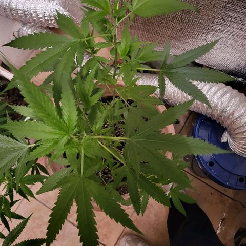 Mango Sherburt growlog photo: Growth