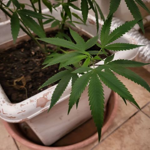 Bitter growlog photo: Before going to flower