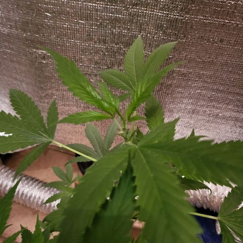 Mango Sherburt growlog photo: Before going to flower
