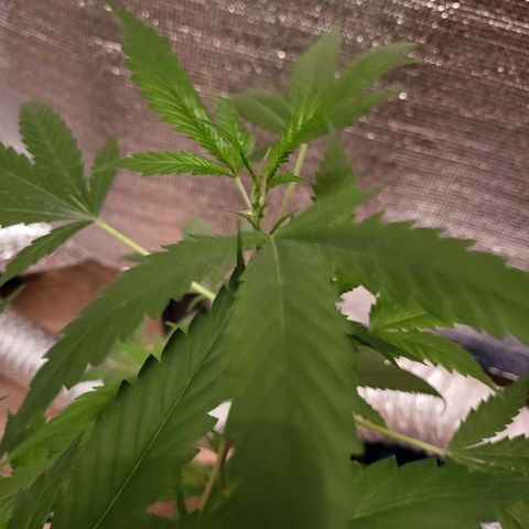 Mango Sherburt growlog photo: Before going to flower