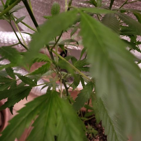 Mango Sherburt growlog photo: Before going to flower