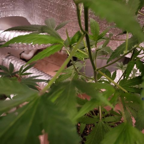 Mango Sherburt growlog photo: Before going to flower