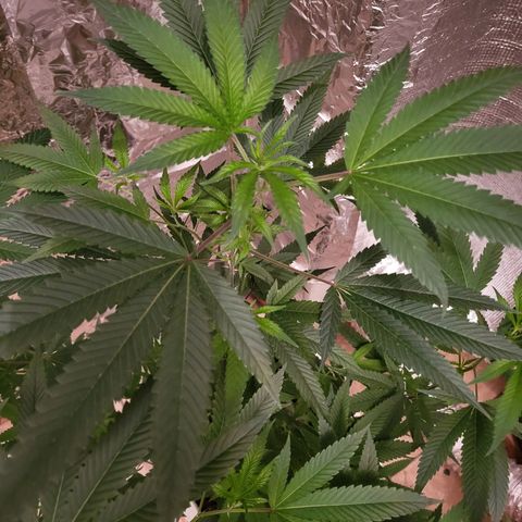 Bitter growlog photo: Before going to flower
