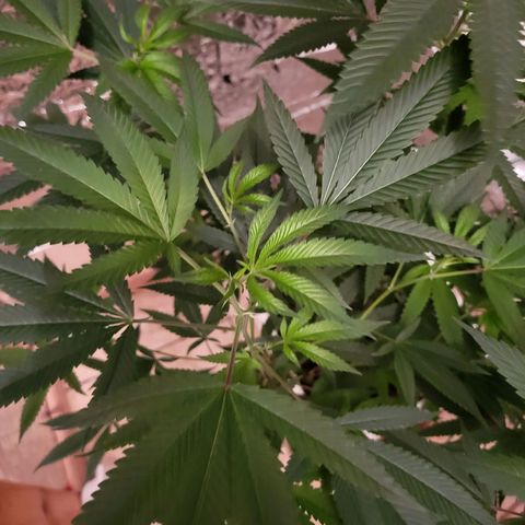 Bitter growlog photo: Before going to flower