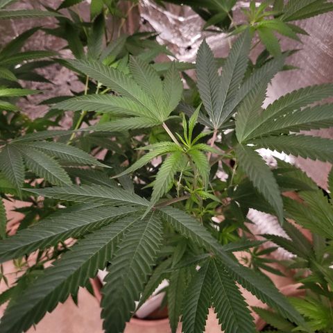Bitter growlog photo: Before going to flower