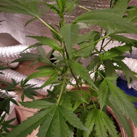 Bitter growlog photo: Before going to flower