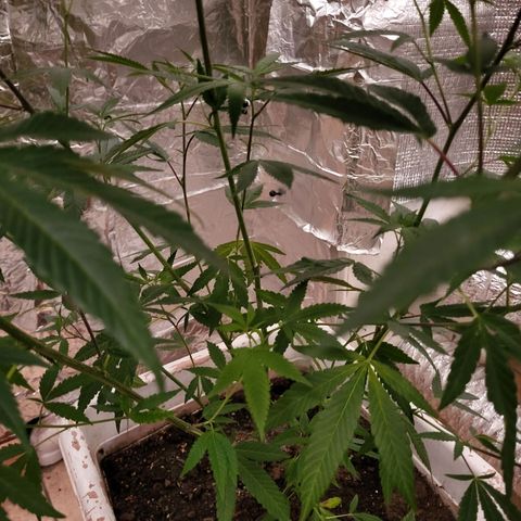 Bitter growlog photo: Before going to flower