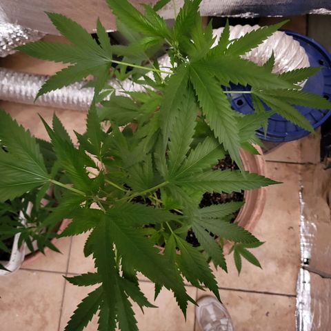 Bitter growlog photo: Before going to flower
