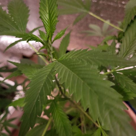 Mango Sherburt growlog photo: Before going to flower