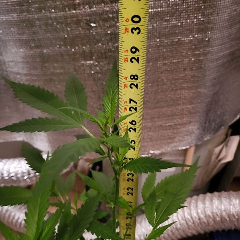 Mango Sherburt growlog timeline photo