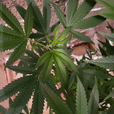 Bitter growlog photo: Before going to flower