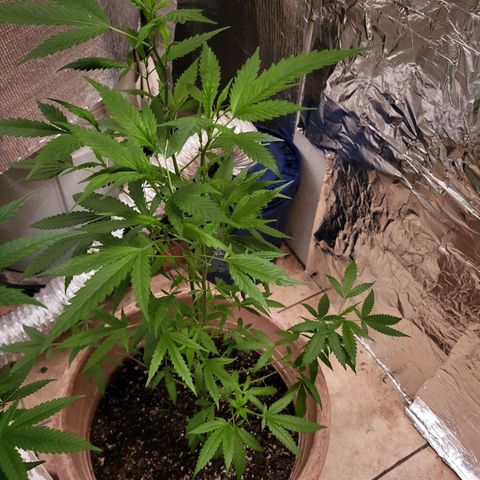 Mango Sherburt growlog photo: Day 3 of flowering