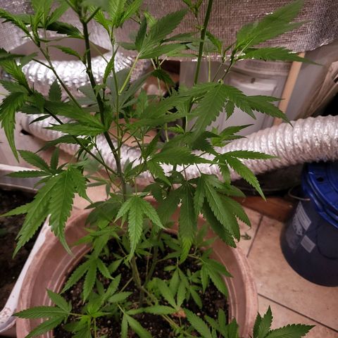 Mango Sherburt growlog photo: Day 3 of flowering