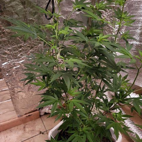 Bitter growlog photo: Day 3 of flowering