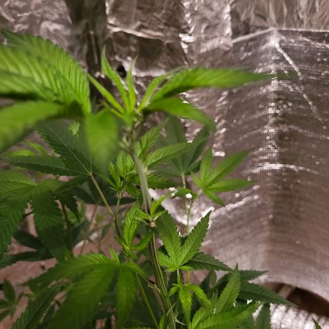 Bitter growlog photo: Day 3 of flowering