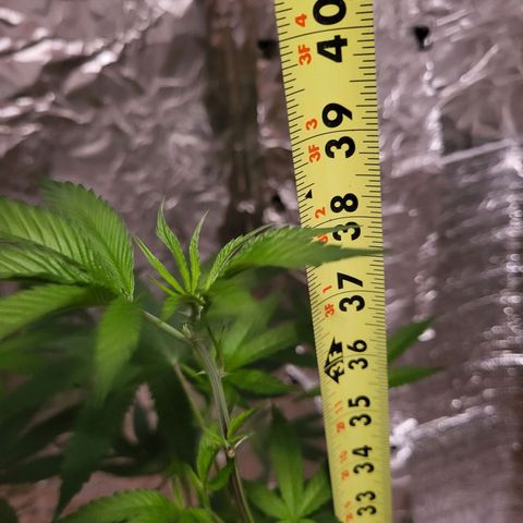 Bitter growlog timeline photo