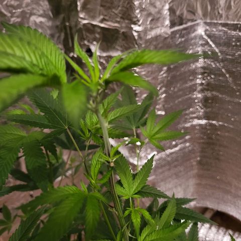 Bitter growlog timeline photo