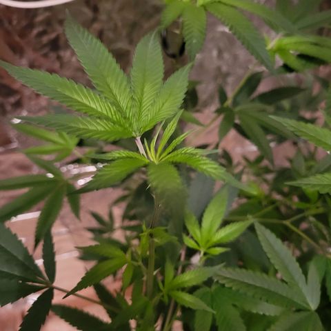 Bitter growlog photo: Day 3 of flowering
