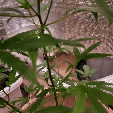 Mango Sherburt growlog photo: Before going to flower