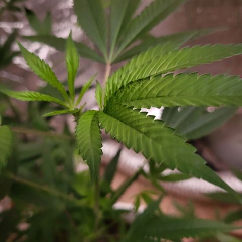 Bitter growlog photo: Day 3 of flowering