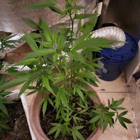 Mango Sherburt growlog timeline photo