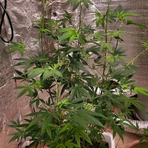 Bitter growlog timeline photo