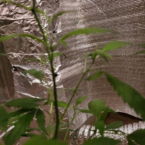 Mango Sherburt growlog photo: Growth