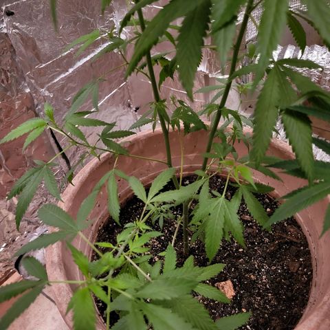 Mango Sherburt growlog photo: Growth