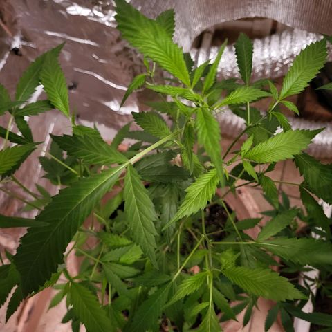 Mango Sherburt growlog photo: Growth