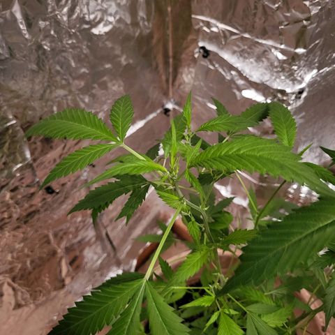 Mango Sherburt growlog photo: Growth
