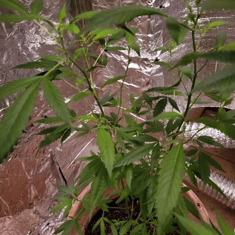 Mango Sherburt growlog timeline photo