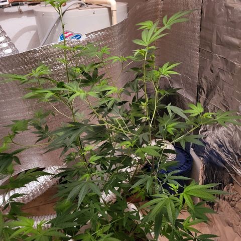 Bitter growlog timeline photo