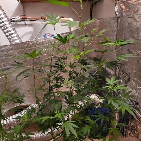 Bitter growlog timeline photo