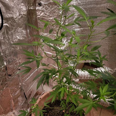 Mango Sherburt growlog timeline photo