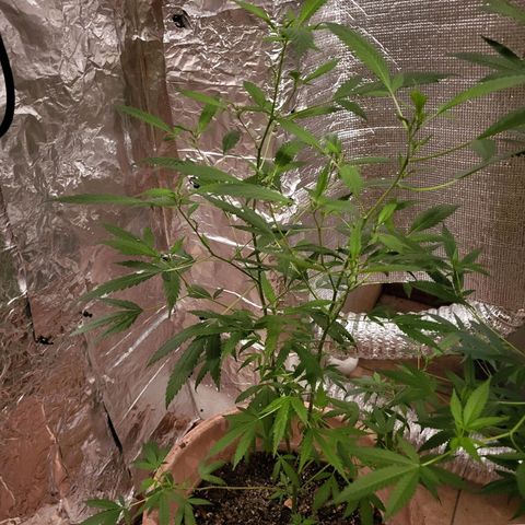 Mango Sherburt growlog photo: Growth and spurs