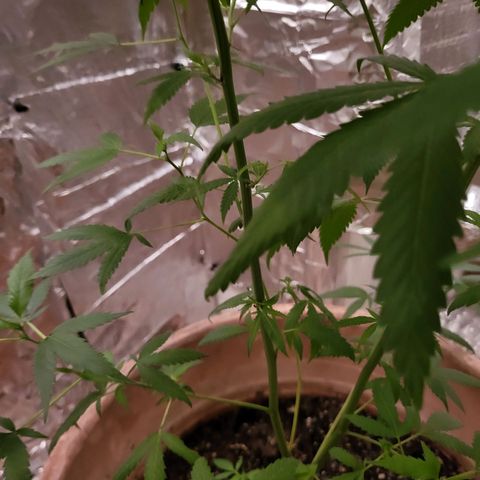 Mango Sherburt growlog photo: Growth and spurs