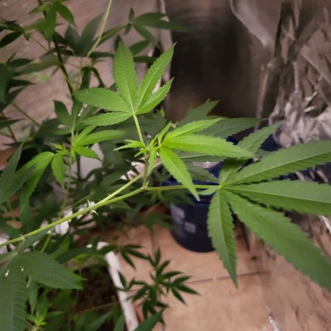 Bitter growlog photo: Growth and spurs