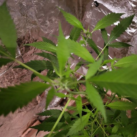 Mango Sherburt growlog photo: Growth and spurs