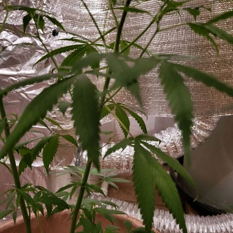 Mango Sherburt growlog photo: Growth and spurs