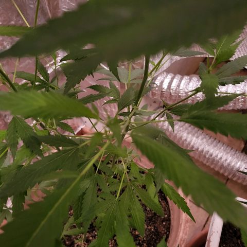 Mango Sherburt growlog photo: Growth and spurs