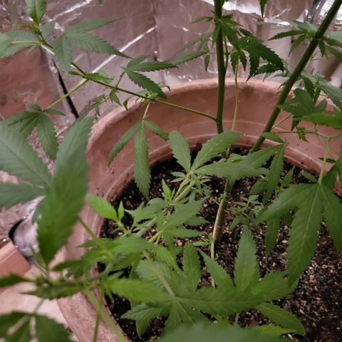 Mango Sherburt growlog photo: Growth and spurs